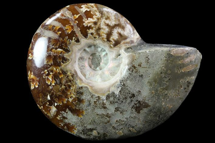 Bargain Polished, Agatized Ammonite - Madagascar #75959